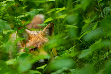 Rotfuchs (Vulpes vulpes) in hoher Vegetation, Deutschland, Europa