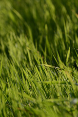  green grass with water drops
