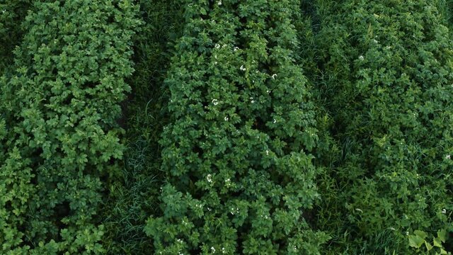 Potato field in the countryside on a private plot, a wide range of vegetables.2021