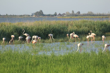 flamencos volando y en un humedal del delta del ebro