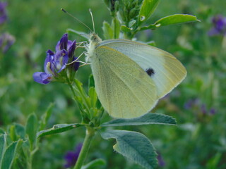 butterfly on a flower