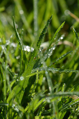 Fototapeta na wymiar green grass with water drops on the background