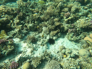 Reef with lots of colorful corals and lots of fish in clear blue water in the Red Sea near Hurgharda, Egypt