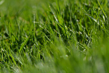 green grass with water drops on the background