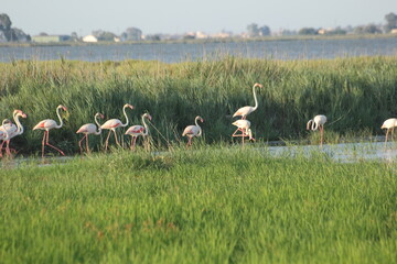 flamencos volando y en un humedal del delta del ebro