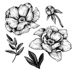 Botanical graphic illustration of flower elements. Handmade pen and ink.