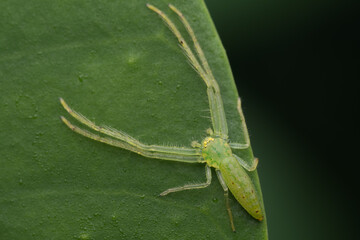 Translucent crab spider (Oxytate virens) Thomisidae