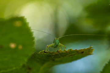Saltamonte camufrado. Tettigonia viridissima.