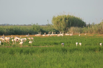 flamencos volando y en un humedal del delta del ebro