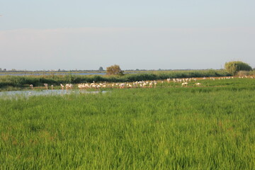 flamencos volando y en un humedal del delta del ebro
