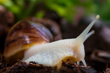 Snail in the garden. Macro photo. Snail on the ground. Soil texture. Green grass and flowers. Snail in its natural habitat. Snail skin texture. Summer. Blurred background. Relaxation theme