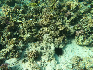 Reef with lots of colorful corals and lots of fish in clear blue water in the Red Sea near Hurgharda, Egypt