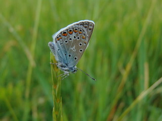 butterfly on green grass