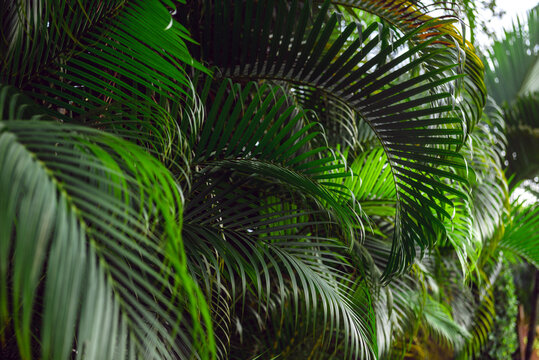 Tropical palm plant background. Green leaves. © grthirteen