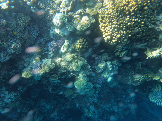 Reef with lots of colorful corals and lots of fish in clear blue water in the Red Sea near Hurgharda, Egypt