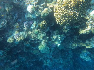 Naklejka na ściany i meble Reef with lots of colorful corals and lots of fish in clear blue water in the Red Sea near Hurgharda, Egypt