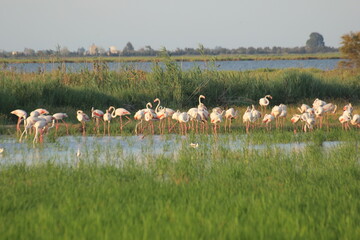flamencos volando y en un humedal del delta del ebro