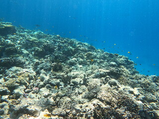 Reef with lots of colorful corals and lots of fish in clear blue water in the Red Sea near Hurgharda, Egypt