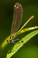 Caballito del diablo. 