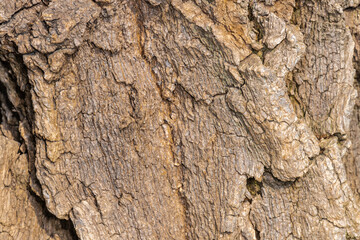 Bark of Cockspur Oral Tree (Erythrina crista-galli)