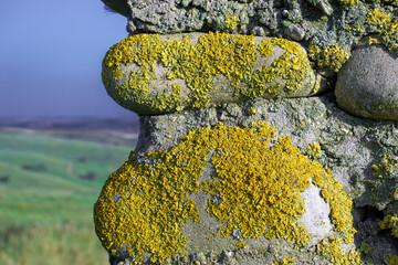 Close up view of stone wall covered with fungus and lichen