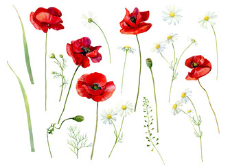 Set of watercolor scarlet poppies and daisies on a white background

