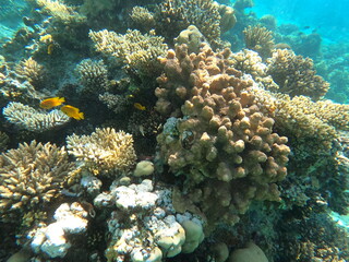Reef with lots of colorful corals and lots of fish in clear blue water in the Red Sea near Hurgharda, Egypt