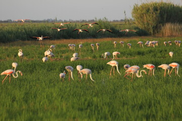 flamencos volando y en un humedal del delta del ebro