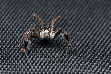 Straight stare of portia fimbriata jumping spider , family salticidae
