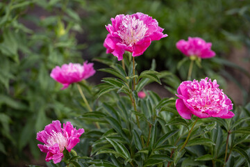 A bush of pink peonies growing in the garden. Large buds of flowers on a blurred green background.