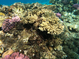 Reef with lots of colorful corals and lots of fish in clear blue water in the Red Sea near Hurgharda, Egypt