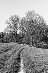Narrow footpath in leading to forest through lush green springtime meadow