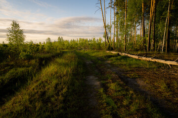 path in the field