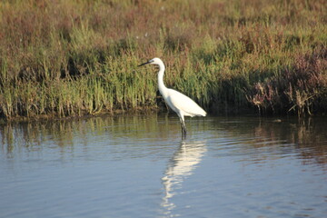 garza real y blanca en humedal del delta del ebro