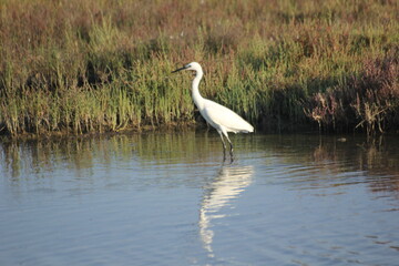 garza real y blanca en humedal del delta del ebro