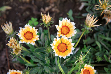 Sunny yellow chrysanthemums