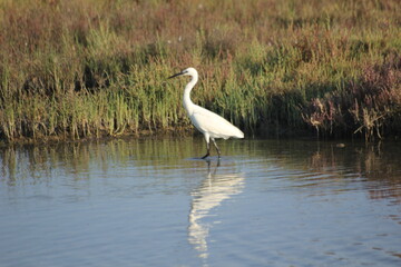 garza real y blanca en humedal del delta del ebro