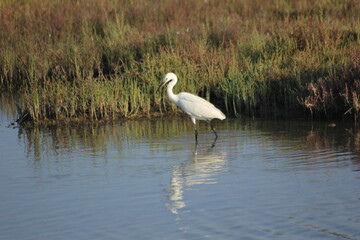 garza real y blanca en humedal del delta del ebro