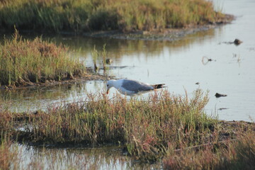 gaviota volando y en humedal en el delta del ebro
