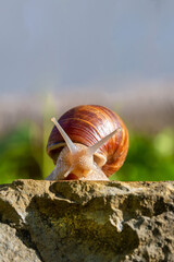 Schnecke - Slow - relax - Ruhe
