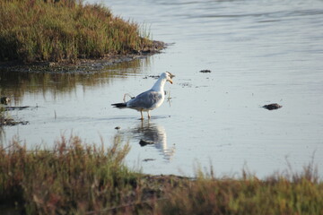 gaviota volando y en humedal en el delta del ebro