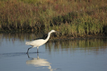 garza real y blanca en humedal del delta del ebro