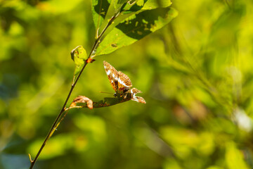 Mariposa de los Muros. Pararge aegeria. 