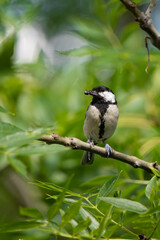 Kohlmeise (Parus major)