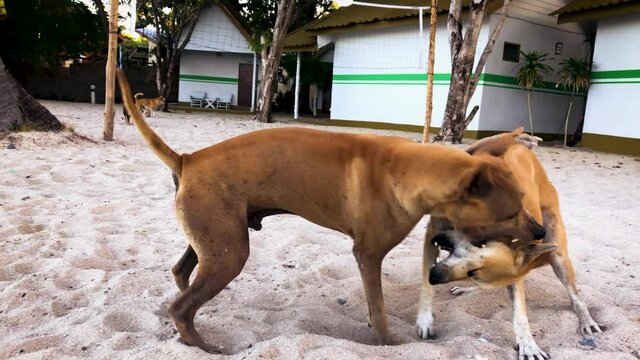 Two Brown Dogs Playing On The Sand At The Beach In Koh Phangan, Thailand - full shot