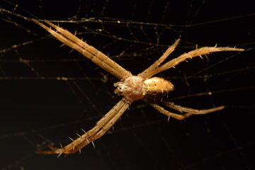 Spider is waiting for its prey, sitting in a spider web