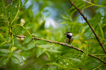 Kohlmeise (Parus major)