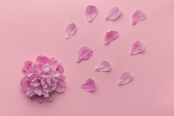 Gentle furry peony and flower petals on pink background. Top view.