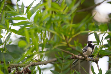 Kohlmeise (Parus major)