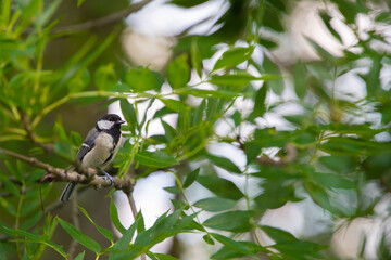 Kohlmeise (Parus major)